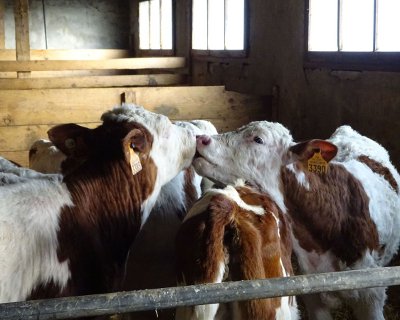 Montbeliard Cows 400x320